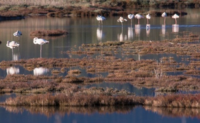 fenicotteririserva diaccia botrona agriturismo maremma