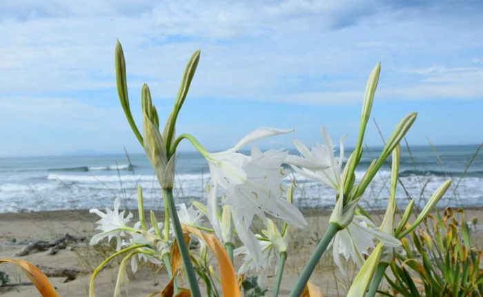 agriturismo-Bocci-Last-Minute-Luglio-2024---Castiglione-della-Pescaia